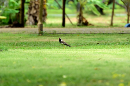 The Asian large plover with black wings and a red fleshyt wattle in front of each eye