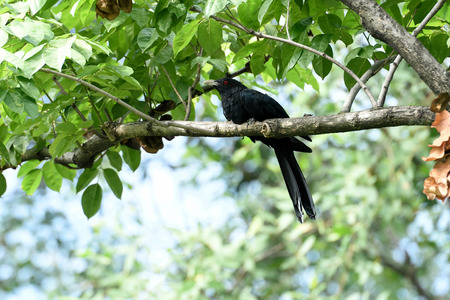 A large cuckoo which eat fruits and has loud distinctive calls.の写真素材