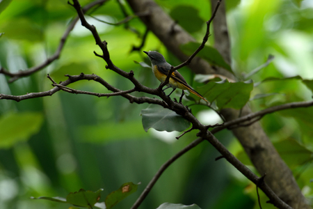 A small bird with grey upperparts and head , yellow underparts and orange tail edges.の写真素材