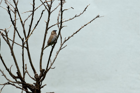 The sparrow - sized bird with scale - like feather on the breast and belly  and a dark conical bill.の写真素材