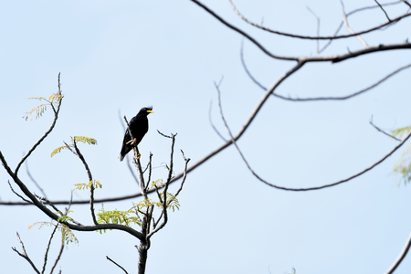 The mainly black myna with white undertail coverts , a crest on the forehead and yellow beak and feet.の写真素材
