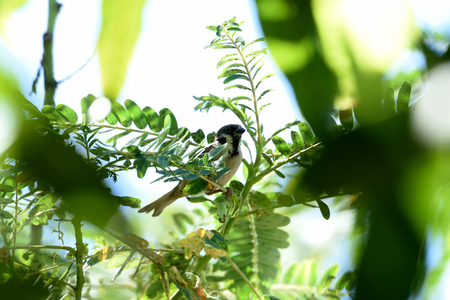 A passerine bird with chestnut crown and nape and a black patch on each pure white cheek.の写真素材