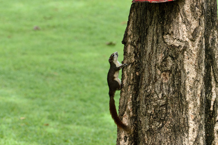 A small rodent is climbing on a tree.