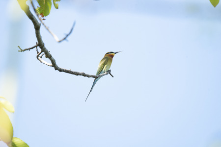 A colorful , slender bird with predominatly green in color , a facial blue patch , blue tail and...