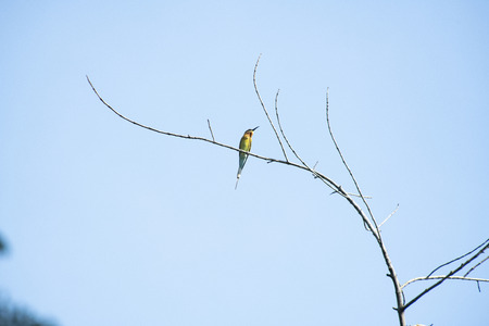 A colorful , slender bird with predominatly green in color , a facial blue patch , blue tail and black beak.の写真素材