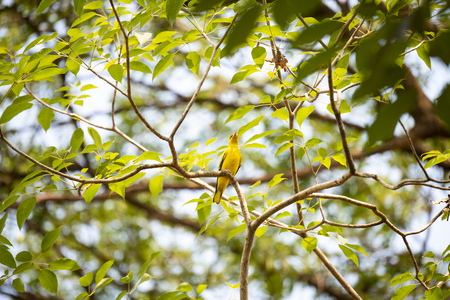 A full - grown passerine bird with broad stripe joining eyes and back of the neck.の写真素材