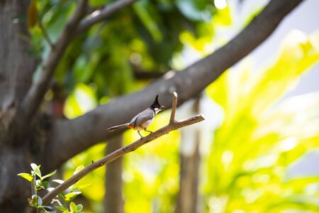 A songbird with tall black crest and small red patch on ear and red undertail coverts.の写真素材