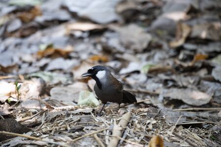 The laughingthrush with black on face and throat is foraging on the ground.の写真素材