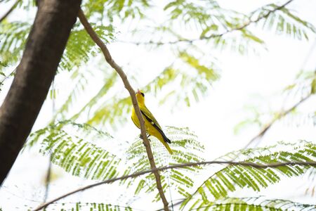 A black - naped oriole is perching on a tree branch.の写真素材