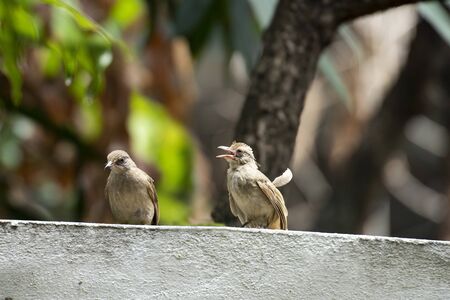 A mother bird of strek - eared bulbul is standing on a concrete wall taking care of her baby.の写真素材