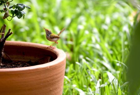 The bright coloured bird with greenish upper body plumage and rust coloured forehead and crown.の写真素材
