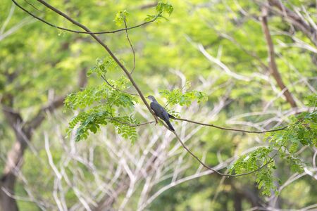 The Himalayan cuckoo with dark grey upperparts , light grey head and breast , and barred underparts.
