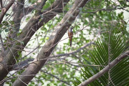 A small bird that has grey - brown color and several plaintive whistling calls.の写真素材