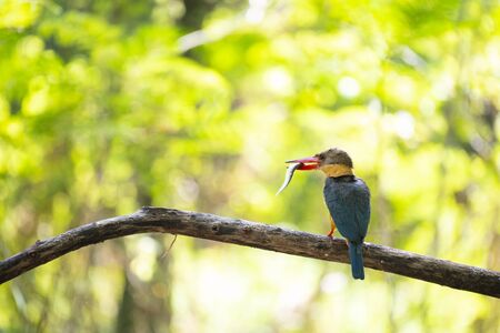 A large colorful bird with fish prey is perching on a tree branch.の写真素材