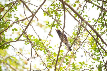 A violet cuckoo is perching on a tree branch.の写真素材