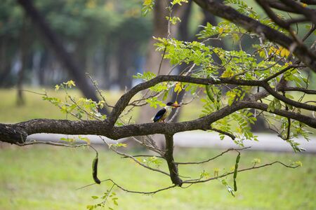 A kingfisher is perching on a tree branch and eating its prey.の写真素材