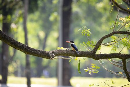 A tree kingfisher with black cap , whitish throat , purple - blue wings and coral red bill.の写真素材