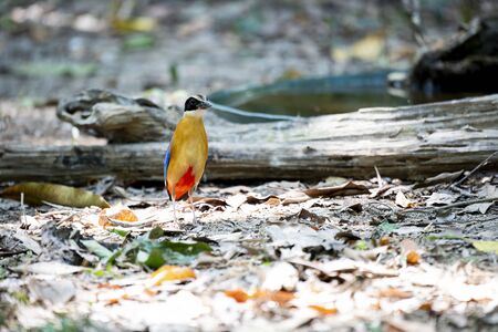 The colourful bird with a black head , white collar , green upper parts , blue wings and a reddish...