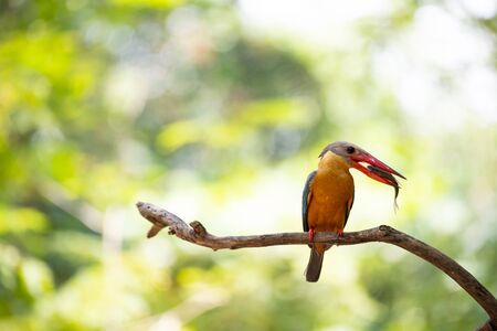 The colorful kingfisher with a fish as a prey in its beak.