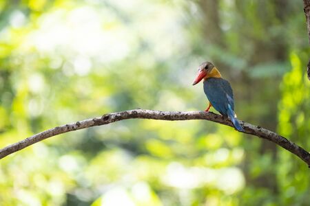 A large colorful bird is perching and turning his head to look bachward.の写真素材