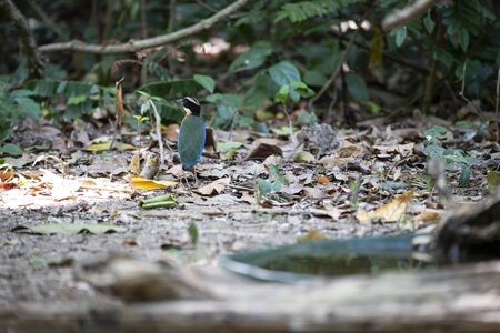 The back view of the colourful pitta shows a black head ,green upperparts and blue wings.の写真素材