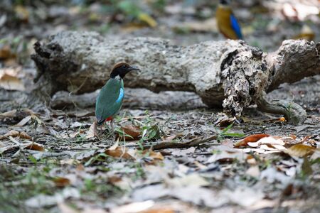 A hooded pitta is standing and looking for prey.の写真素材