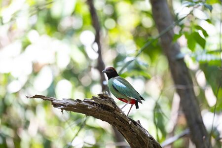 The colourful pitta is perching on a log.の写真素材