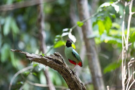 The pitta is standing on a decayed log and looking straight.