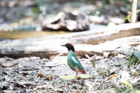 The colourful pitta is stretching its body to see something.の写真素材