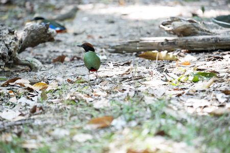 A hooded pitta is turning round and looking backward.
