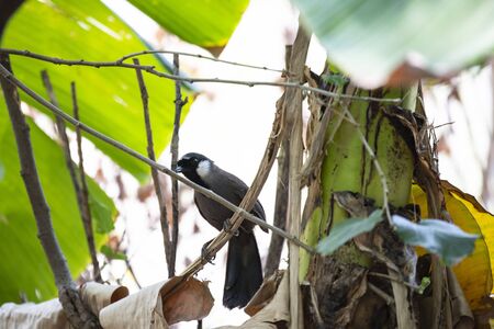 A black - throated laughingthrush is perching on a dry banana leaf.の写真素材