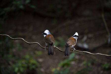 The two white - crested laughingthrush are perching on a wild creeper.の写真素材