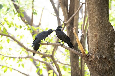 A couple of crows is perching on a tree branch and taking care of each other.の写真素材