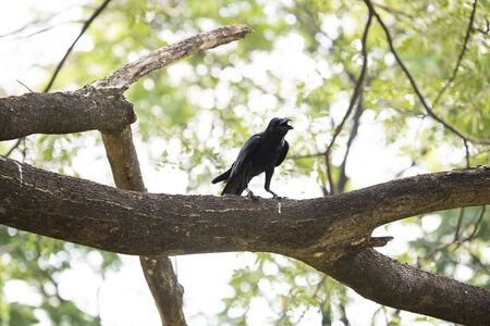 A crow is standing on a big branch of a tree.の写真素材