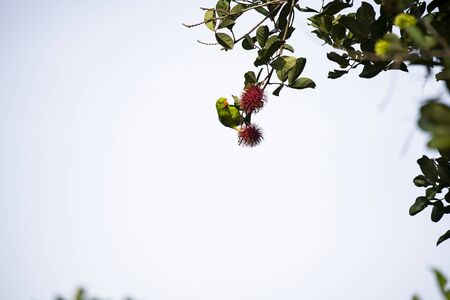 A vernal hanging parrot is perching on a brandh of rambutan tree.の写真素材
