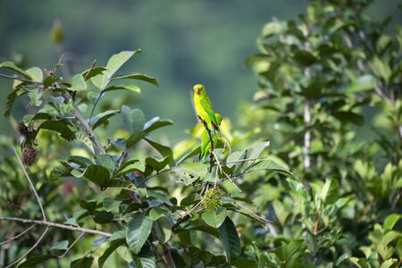 The small , green hanging parrot with red rump and bill  is perching on a tree branch.の写真素材