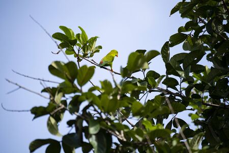 A vernal hanging parrot is perching on a brandh of rambutan tree.