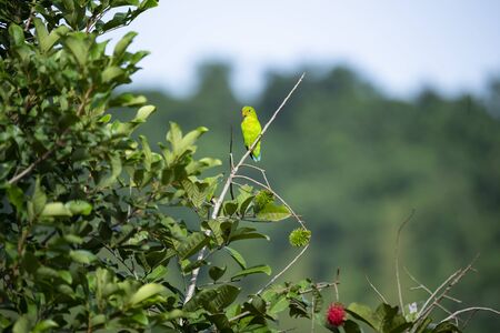 The small , green hanging parrot with red rump and bill  is perching on a tree branch.