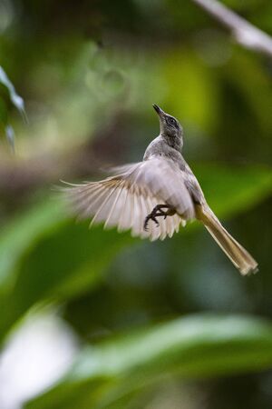 A young streak - eared bulbul is flying over in the air .の写真素材
