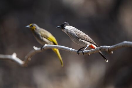 A sooty - headed bulbul is perching on a climber with a blurred picture of stripe - throated one as a background.の写真素材