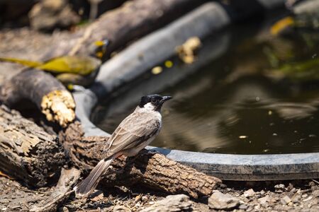 An adult bird is perching on a rim of a small basin to have a zip of water.の写真素材