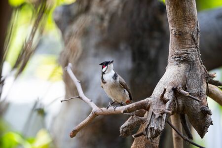 A red -whiskered  bulbul is perching on tree branch.の写真素材
