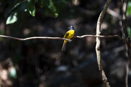 A passerine bird with black head and crest , greenish - yellow color and pale eyes.の写真素材