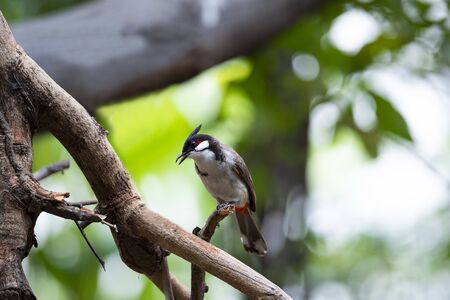 A red - whiskered bulbul is perching on a wood stump.の写真素材