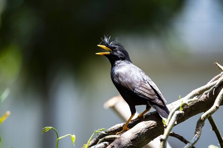 A white - vented myna is perching on a tree branch.の写真素材