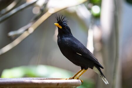 A white - vented myna is perching 0n a rim of a water basin.の写真素材
