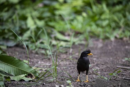A white - vented myna is standing and foraging on the ground.の写真素材
