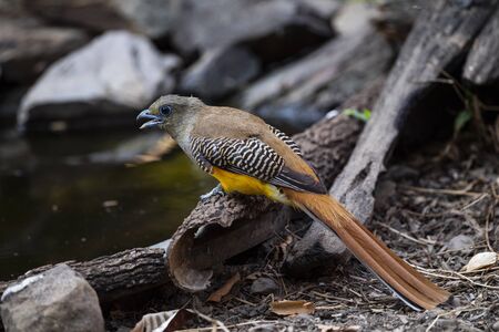 An orange - breasted trogon is standing on a wood log and waiting for drinking water.の写真素材