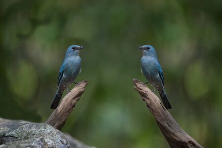 A pair of female verditer flycatcher is perching on logs.
