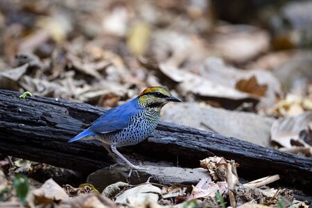 A colourful stocky bird with blue back and tail and a pale bluish and black - speckled breast.の写真素材